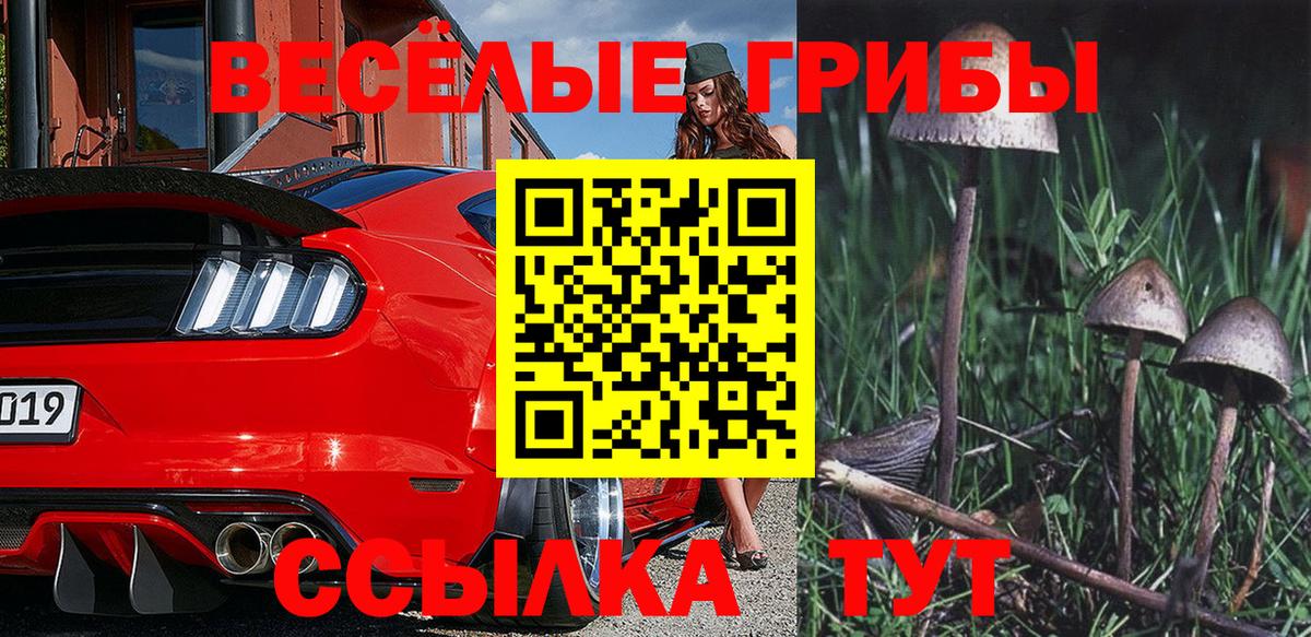 Псилоцибиновые грибы Psilocybe Камень-на-Оби